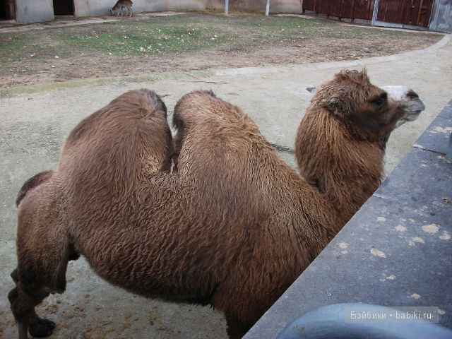 куклы куклы