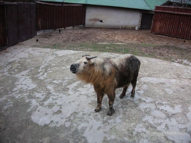 куклы