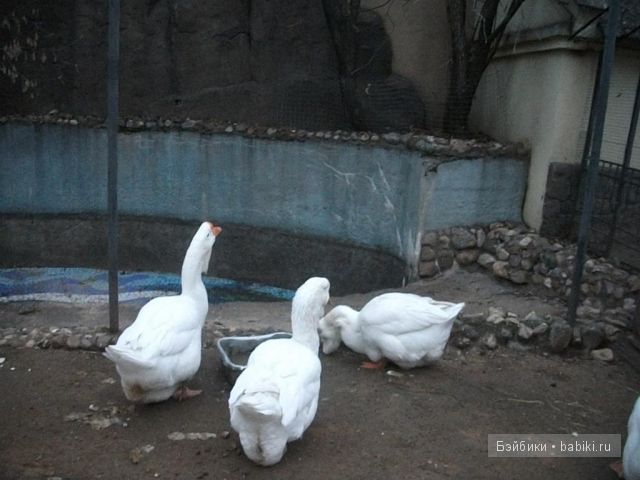 кукла кукла