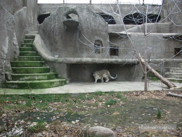 кукла кукла