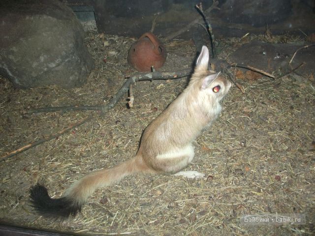 кукла кукла