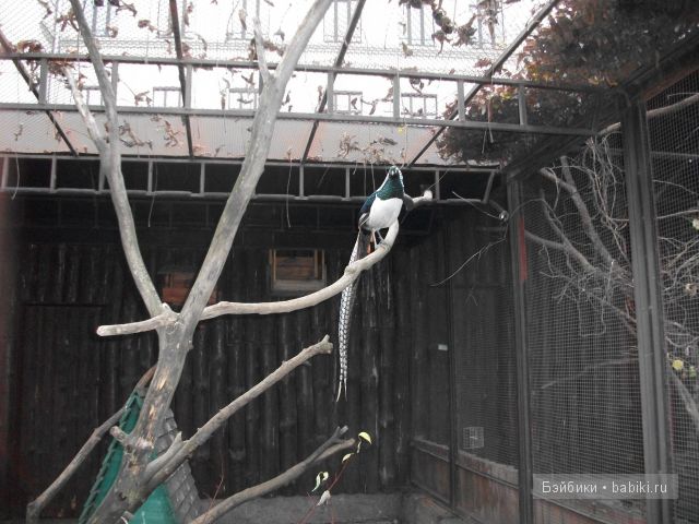 кукла кукла