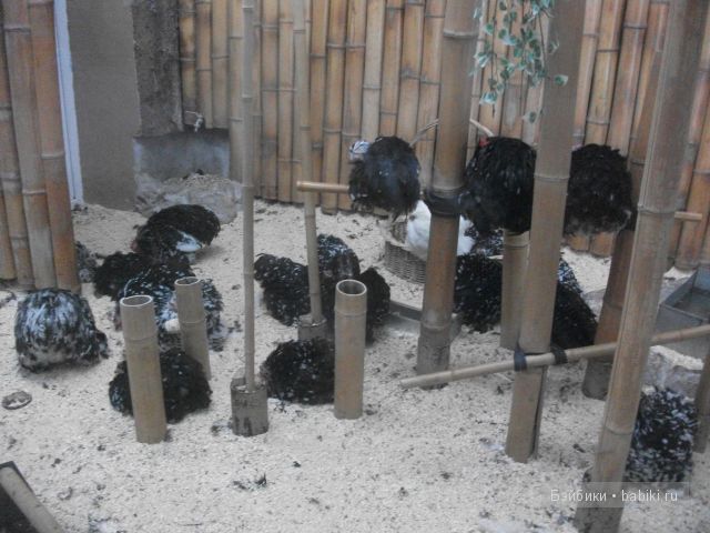кукла кукла