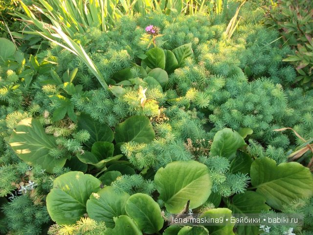 Оптина пустынь Оптина пустынь