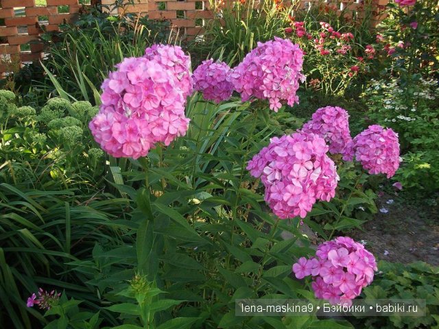 Оптина пустынь Оптина пустынь