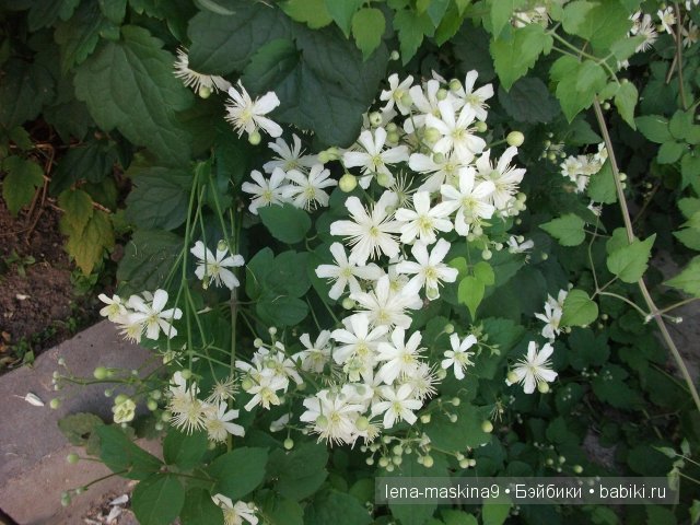 Оптина пустынь Оптина пустынь