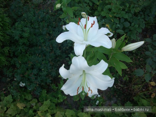 Оптина пустынь Оптина пустынь