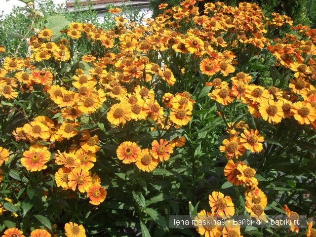 Оптина пустынь Оптина пустынь