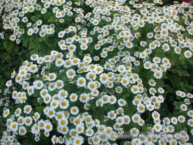 Оптина пустынь Оптина пустынь