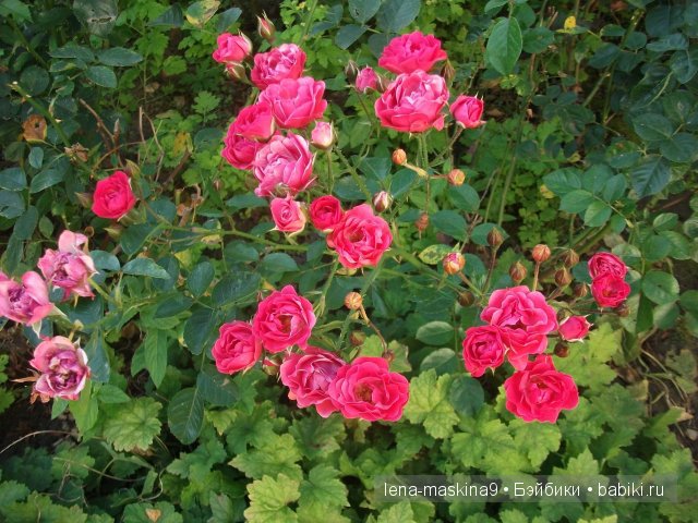 Оптина пустынь Оптина пустынь