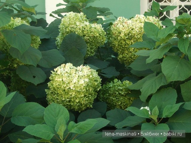 Оптина пустынь Оптина пустынь