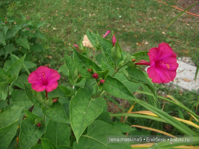 Оптина пустынь Оптина пустынь