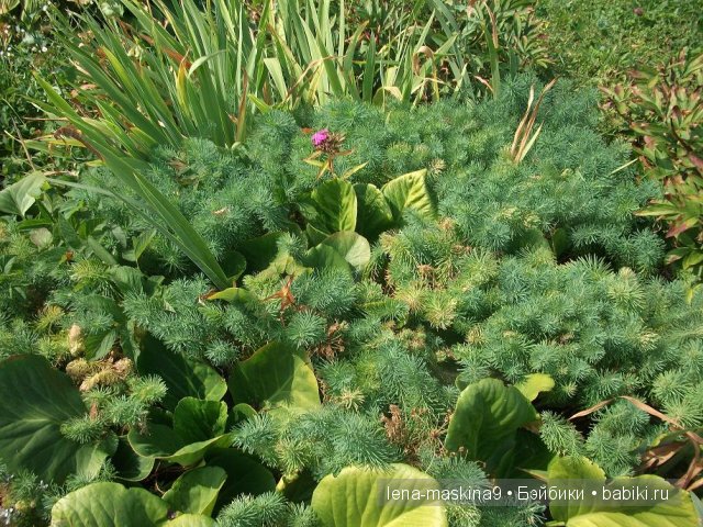 Оптина пустынь Оптина пустынь