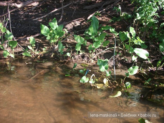 Оптина пустынь Оптина пустынь