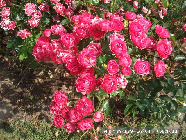 Оптина пустынь Оптина пустынь