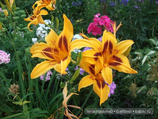 Оптина пустынь Оптина пустынь