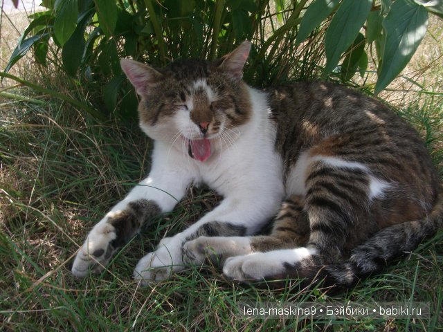 Оптина пустынь Оптина пустынь