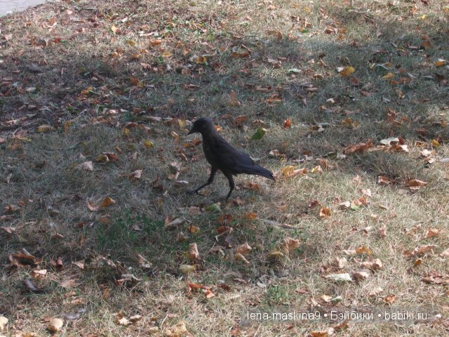 Оптина пустынь Оптина пустынь