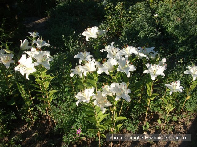 Оптина пустынь Оптина пустынь