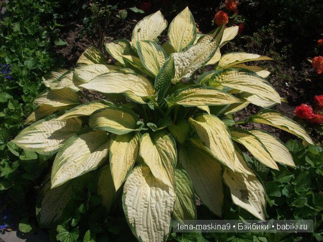 Оптина пустынь Оптина пустынь