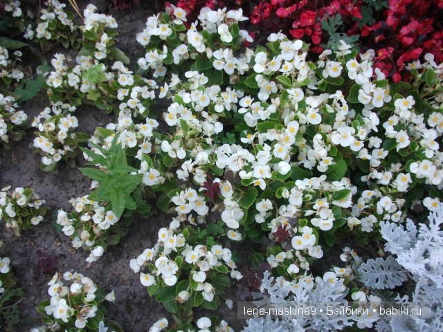 Оптина пустынь Оптина пустынь