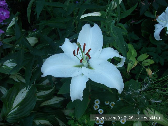 Оптина пустынь Оптина пустынь