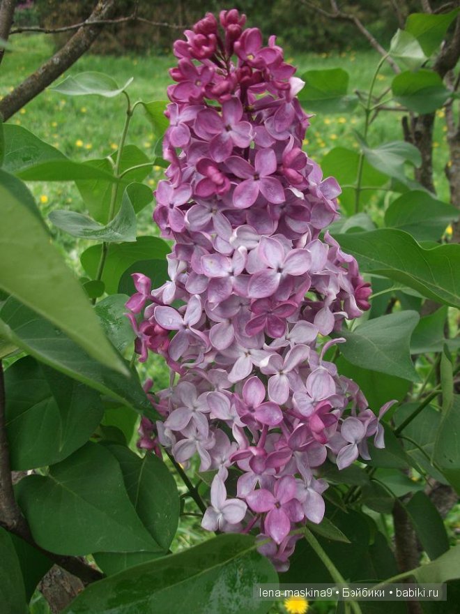 Кукла СССР Кукла СССР