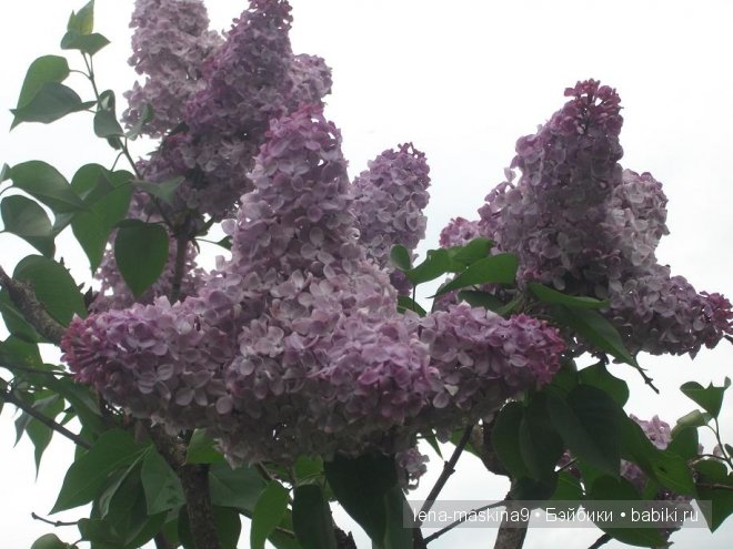 Кукла СССР Кукла СССР