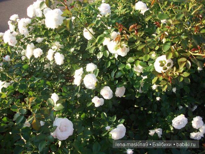 Котята на прогулке :) Игрушки нашего детства