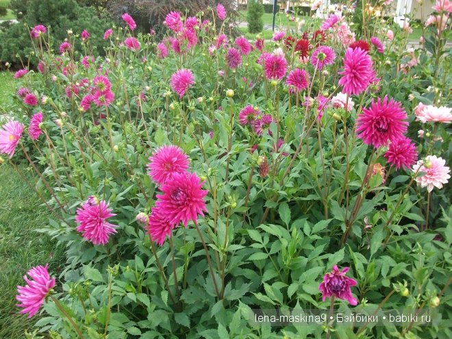 Котята на прогулке :) Игрушки нашего детства (фото 8)