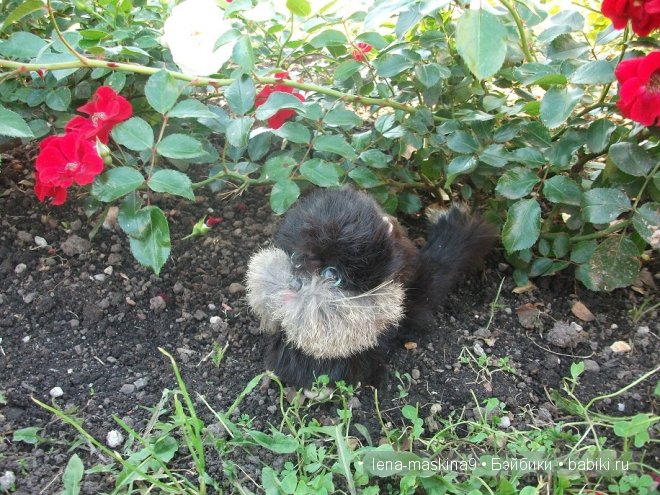 Котята на прогулке :) Игрушки нашего детства