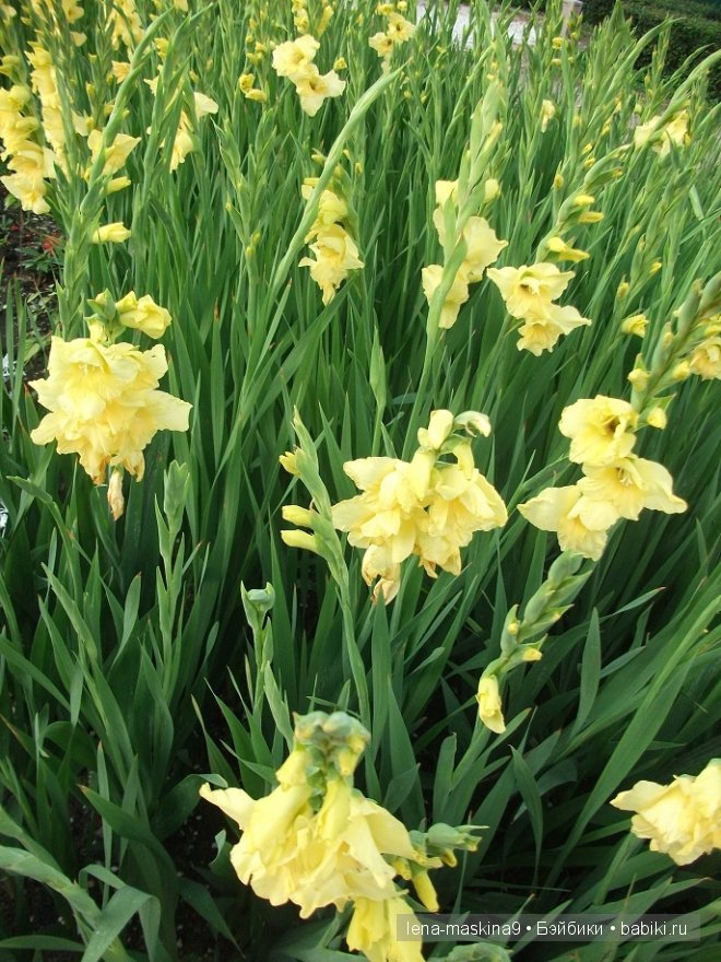 Котята на прогулке :) Игрушки нашего детства (фото 7)