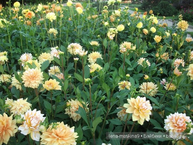 Котята на прогулке :) Игрушки нашего детства (фото 9)