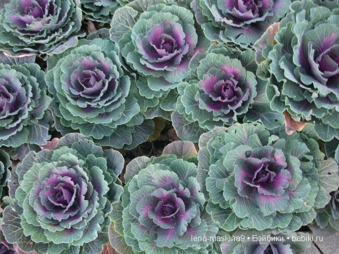 Котята на прогулке :) Игрушки нашего детства (фото 6)