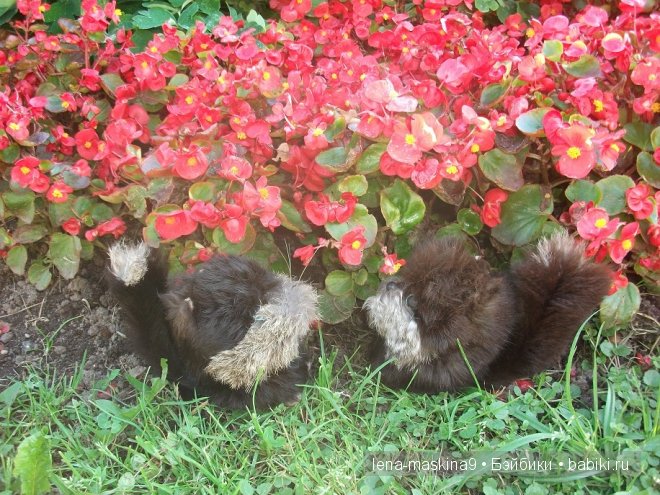 Котята на прогулке :) Игрушки нашего детства