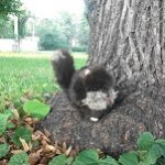 Котята на прогулке :) Игрушки нашего детства