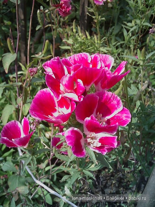 куклы куклы