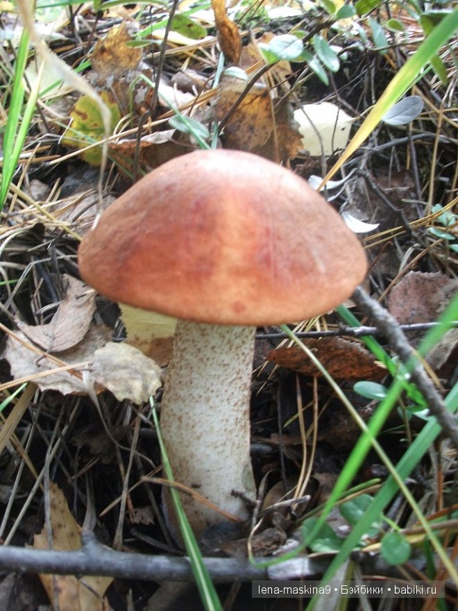 куклы куклы