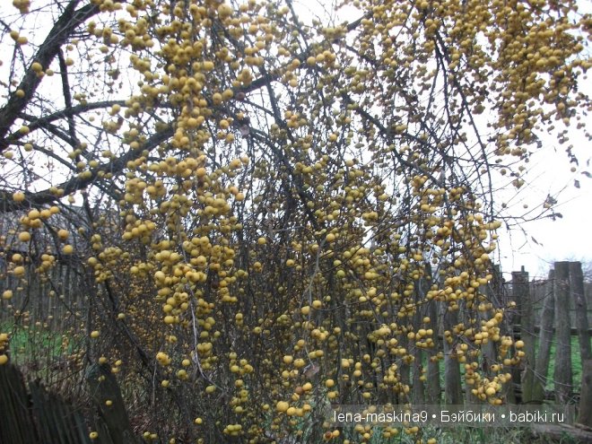 куклы куклы