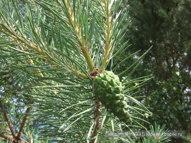 куклы куклы