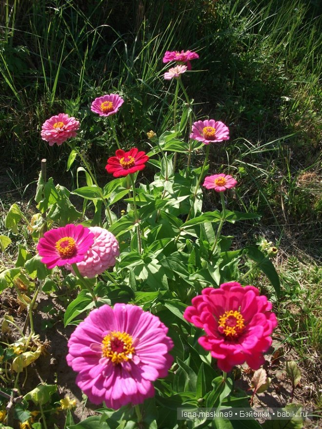 куклы куклы