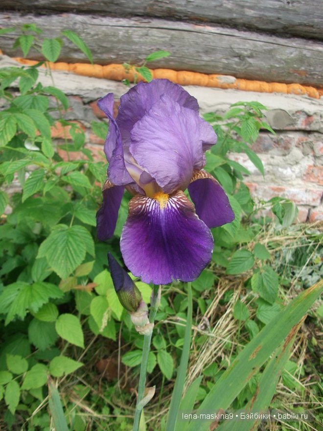 куклы куклы