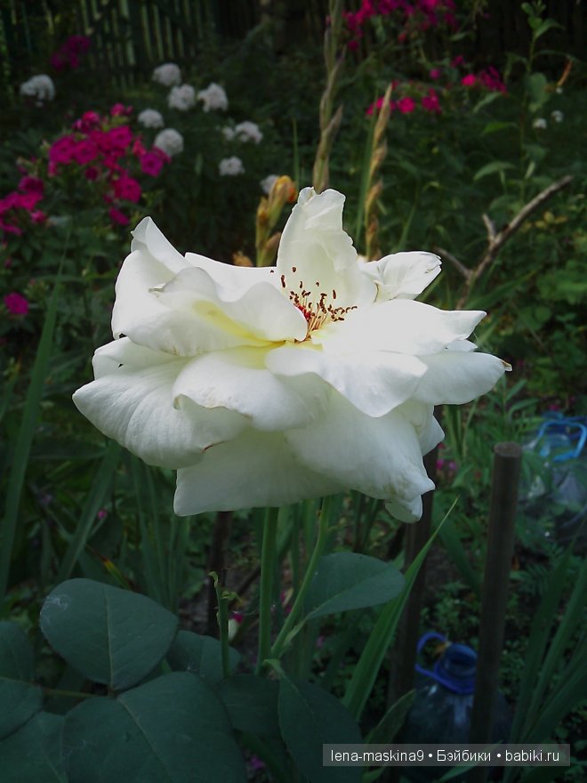 куклы куклы