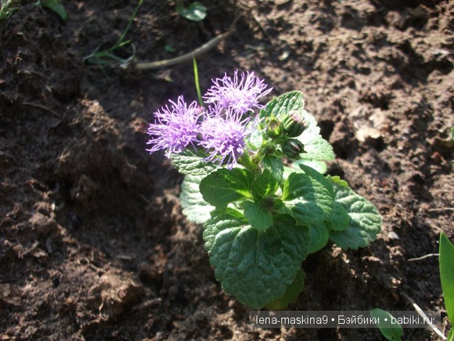 куклы куклы
