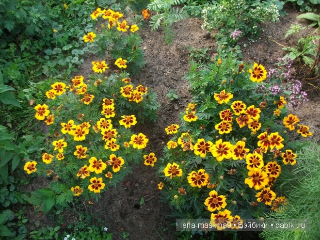 куклы куклы