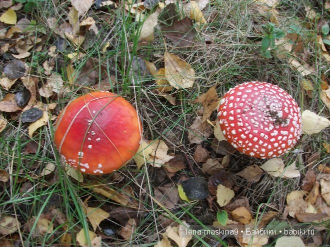 куклы куклы