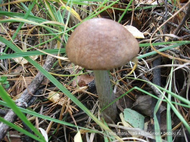 куклы куклы