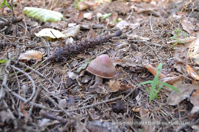 Луша на прогулке со своим другом Крошем. В осеннем лесу | Бэйбики Луша на прогулке со своим другом Крошем. В осеннем лесу
