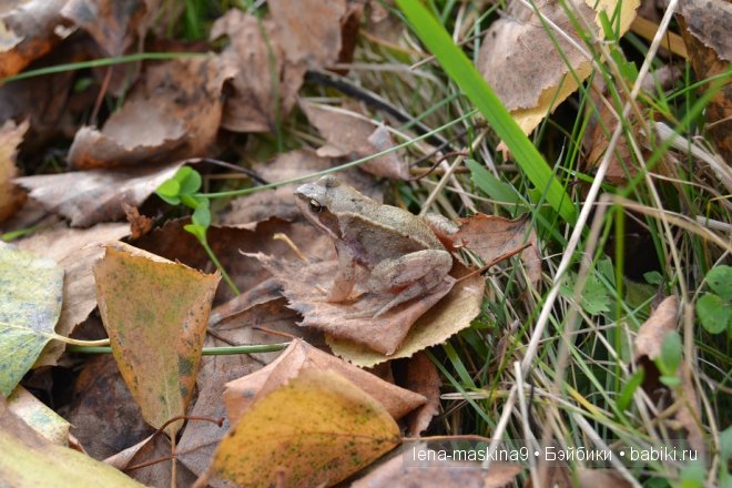 Луша на прогулке со своим другом Крошем. В осеннем лесу | Бэйбики Луша на прогулке со своим другом Крошем. В осеннем лесу
