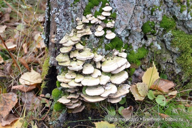 Луша на прогулке со своим другом Крошем. В осеннем лесу | Бэйбики Луша на прогулке со своим другом Крошем. В осеннем лесу